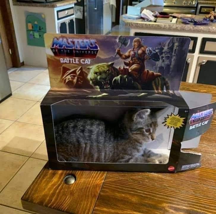 MadCatChat post
