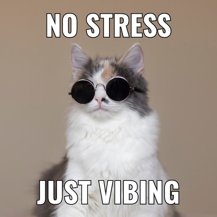 MadCatChat post