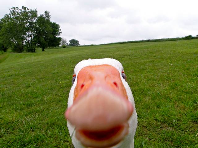 Peeking duck 😀