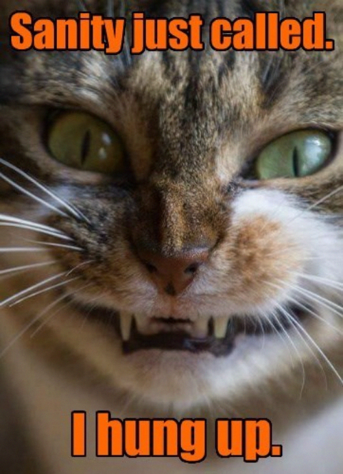 MadCatChat post